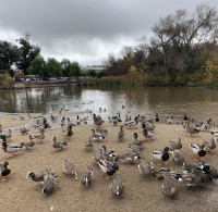 Kit Carson Park